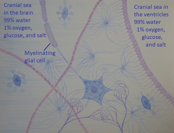 1.5 cranial sea