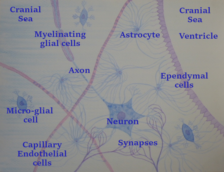 1.5 start cells 3 