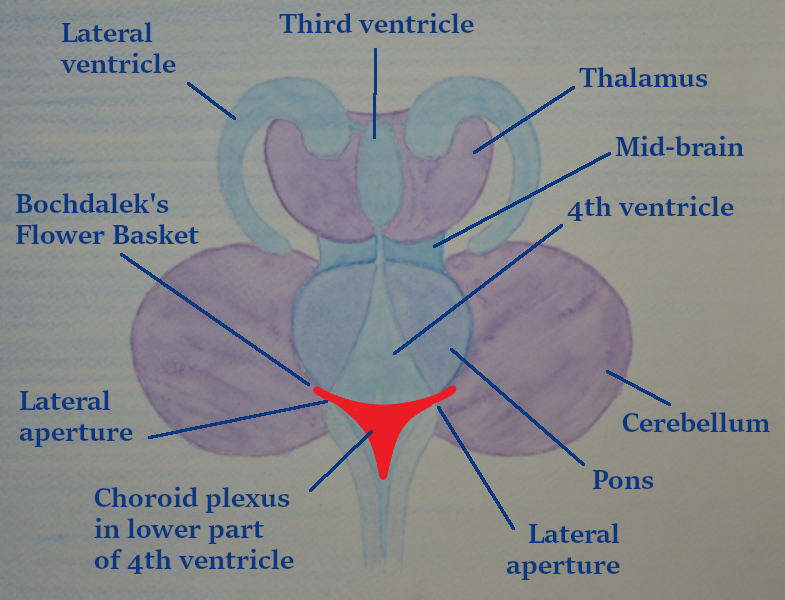2.4 b pic Front view of Central brain complex plus chloride plexus