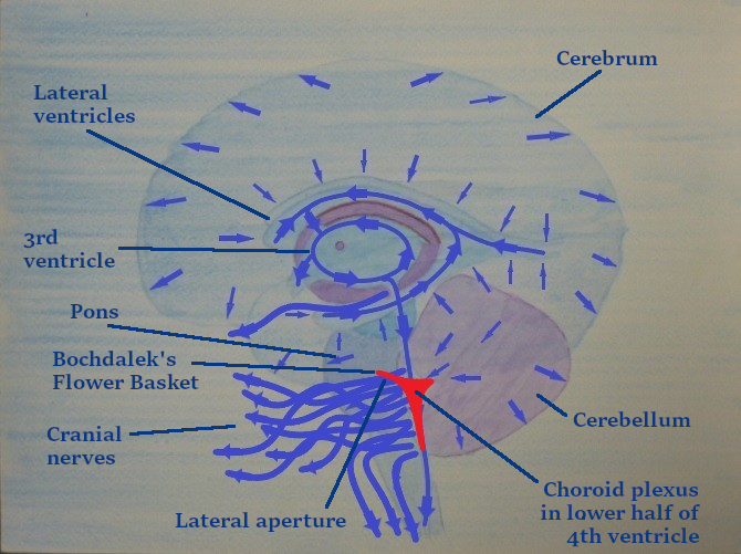 2.8 pic Cranial sea flow and cranial nerves