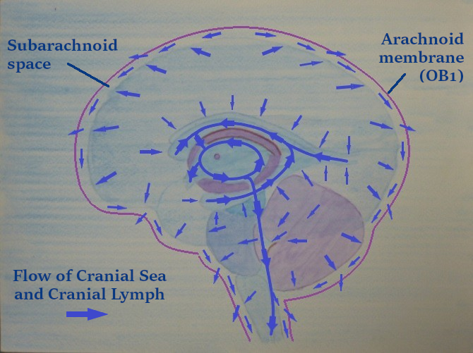 2.8 Flow of cranial sea Flow of cranial sea and cranial lymph in cranium