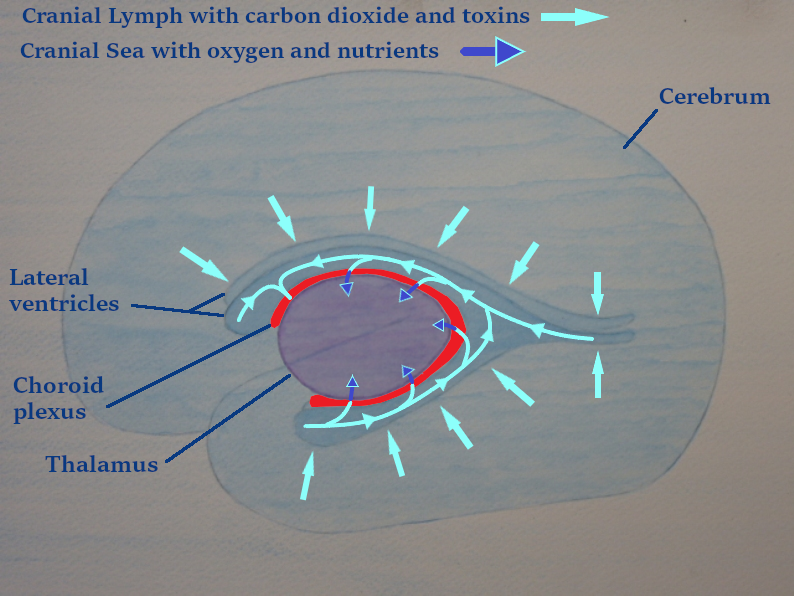 3.1 3.2 pic Ventricles and thalamus inside the cerebrum