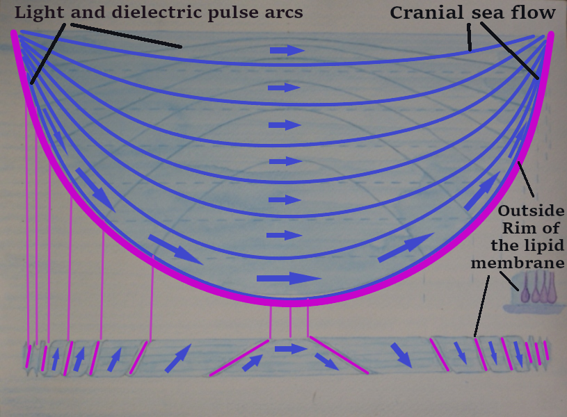 5.1 arcs 1b 
