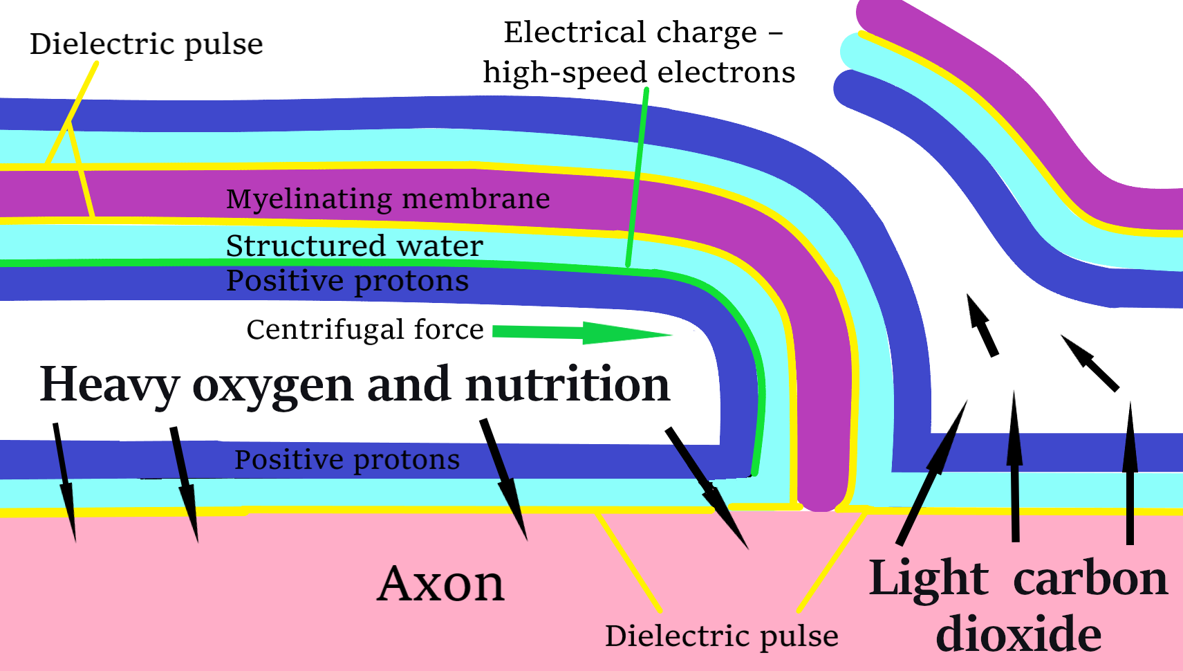 OXYGEN dielec elec nue 2 