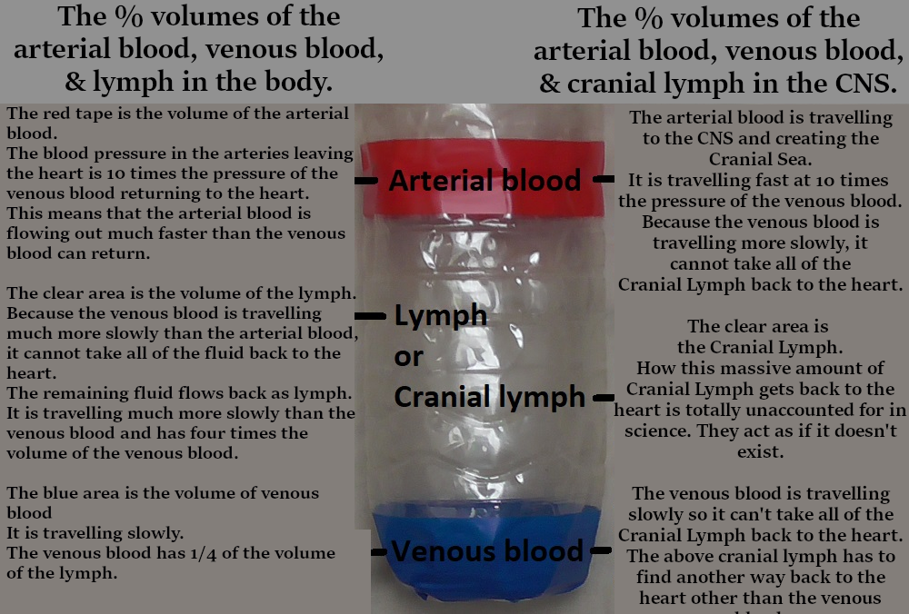 blood lymph 7 