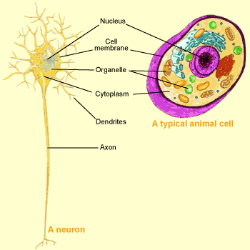 brain 123g