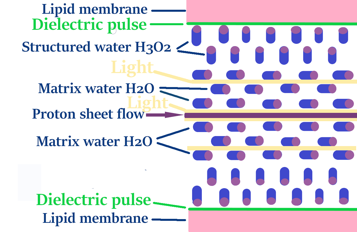 water 345 2 mirror entangled dielectric mem
