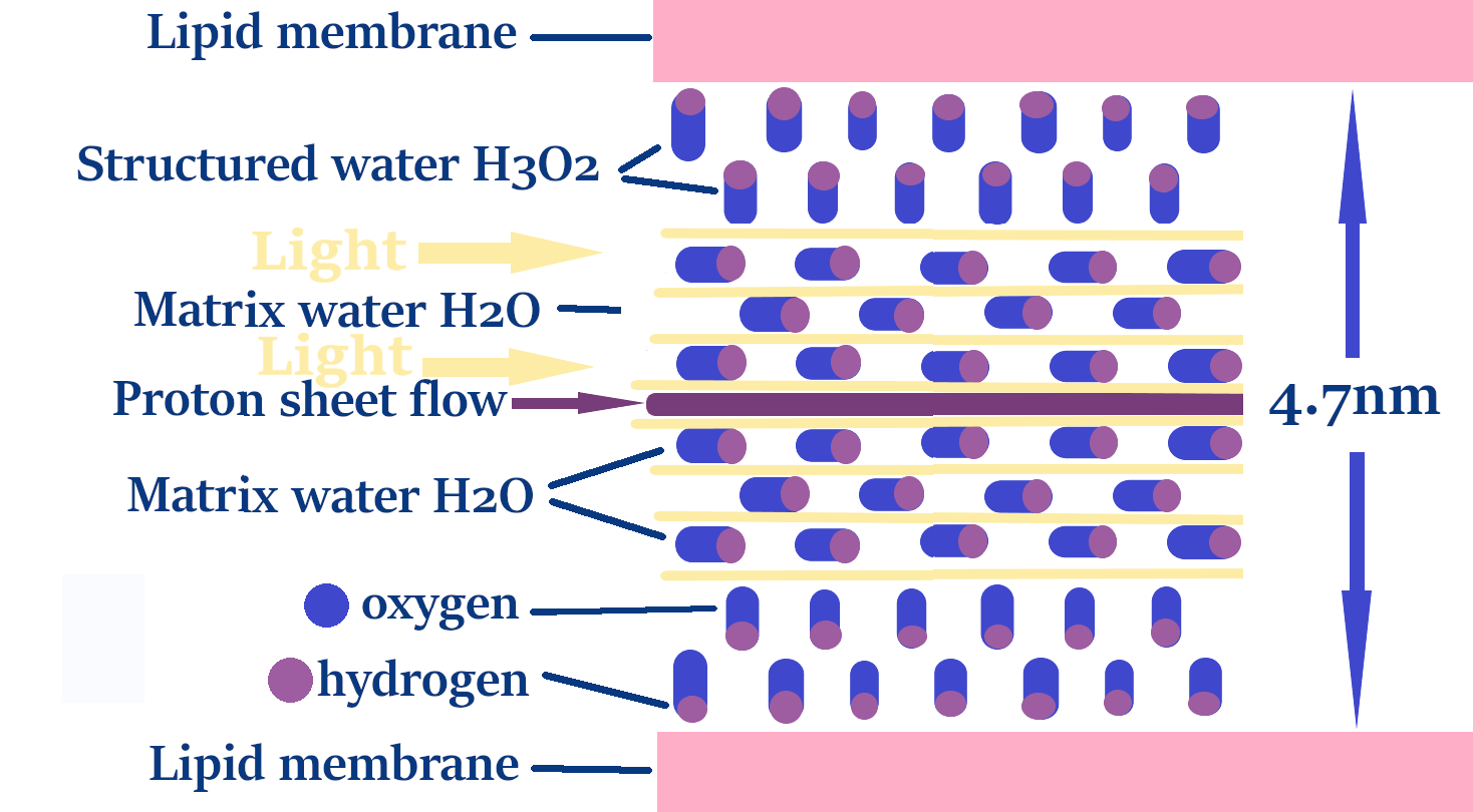 stuctured water 2fin 5